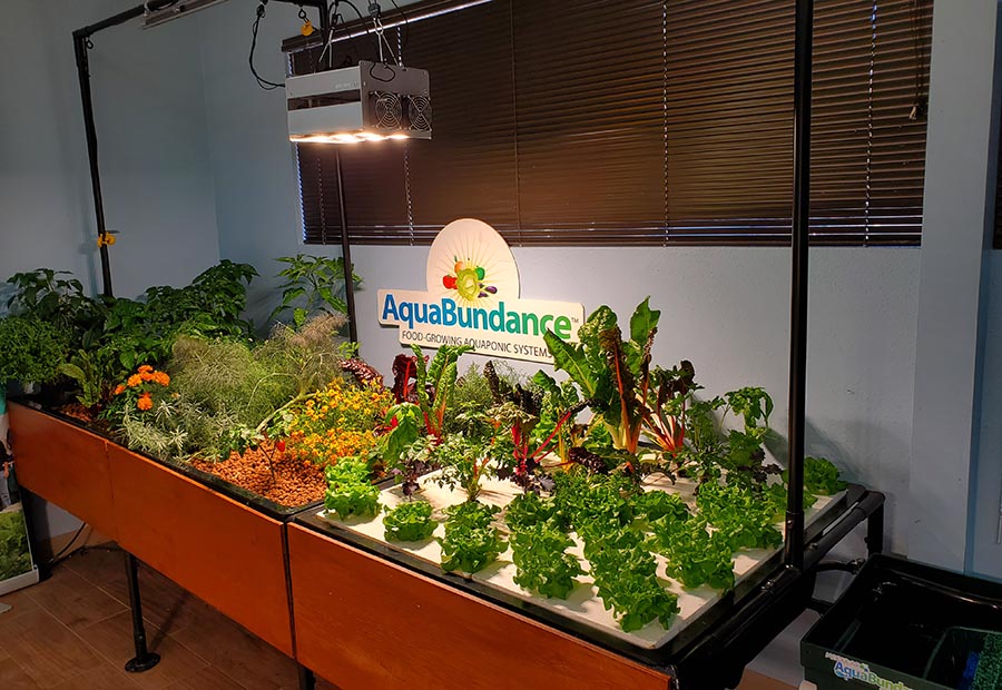 lettuce and plants in an aquaponic system