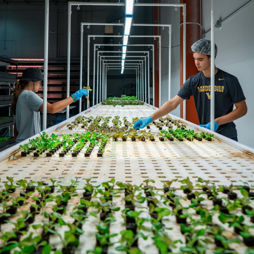 aquaponic lettuce DWC