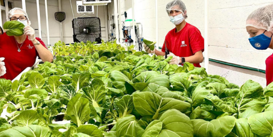 people with aquaponic lettuce