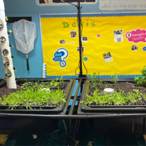 Harmony Aquaponic With Students