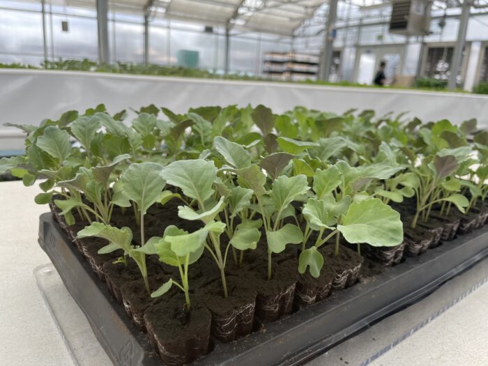 Plug tray popper pushing seedling plugs out a tray