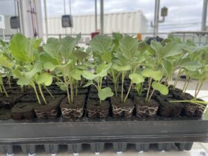 Plug tray popper pushing seedling plugs out a tray