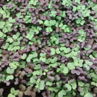 microgreens